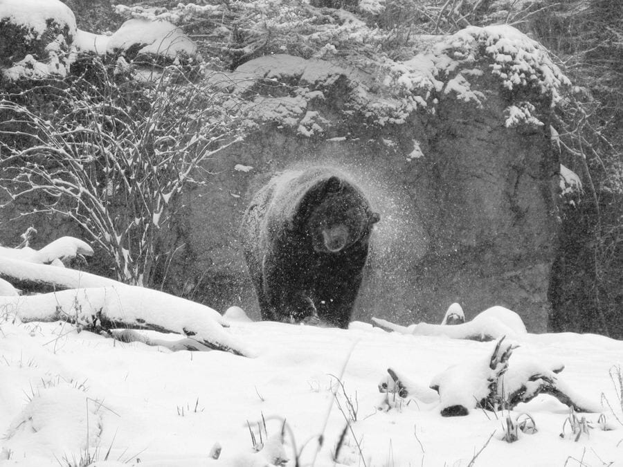 Have you ever wished you could hibernate through winter?